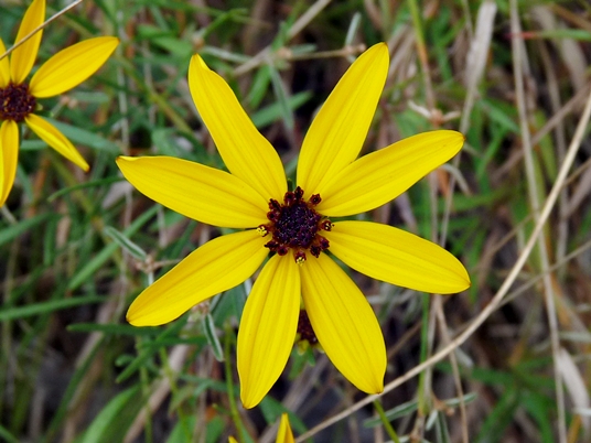 {Coreopsis pulchra}